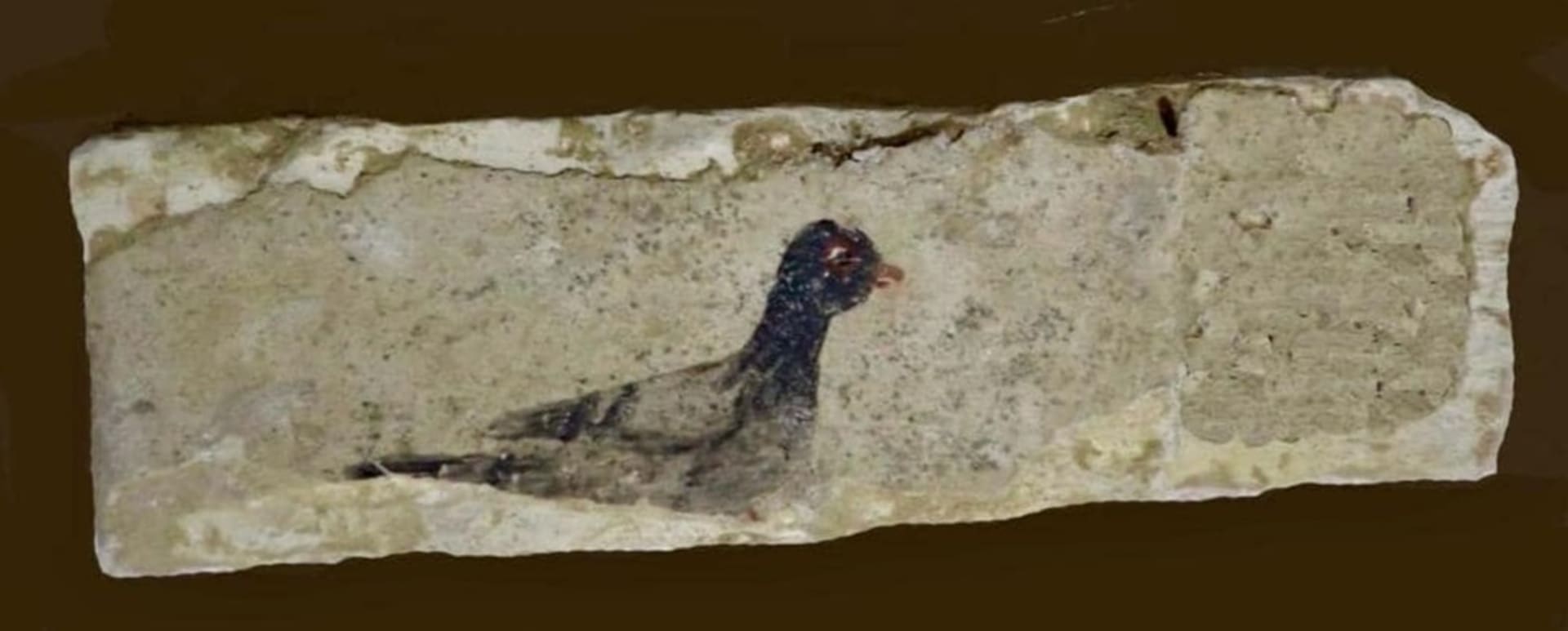 Umělecké zobrazení ptáka, které se také našlo během vykopávek ve městě Oxyrhynchus 