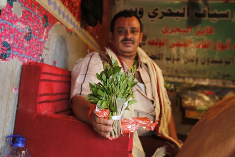 Listy katy jedlé jsou nedílnou součástí života v Jemenu.