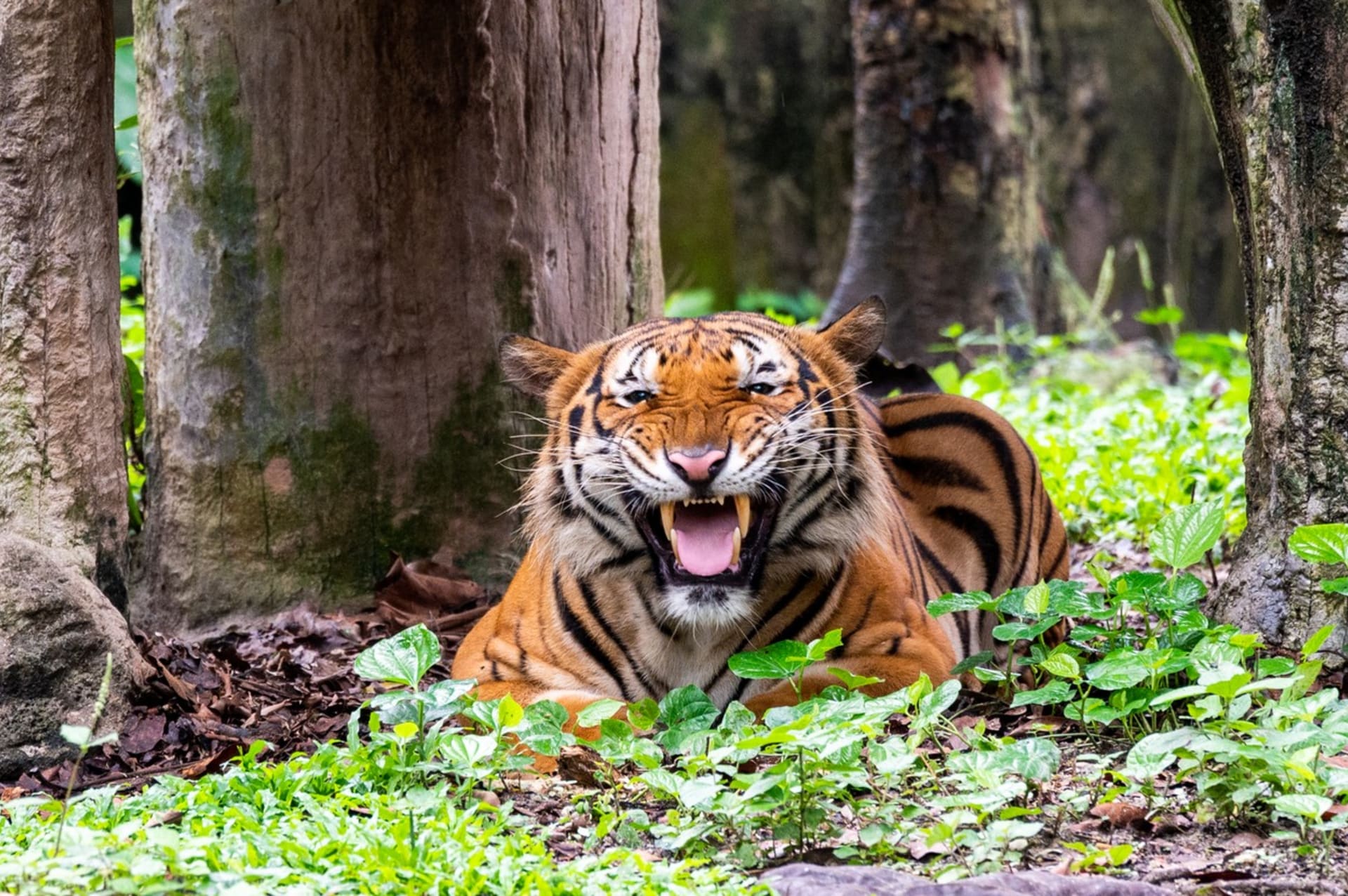 Tygr malajský je národním zvířetem Malajsie