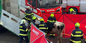 Těžká havárie na D8. Převrátil se kamion plný krav, část zvířat uhynula. Doprava dlouho stála