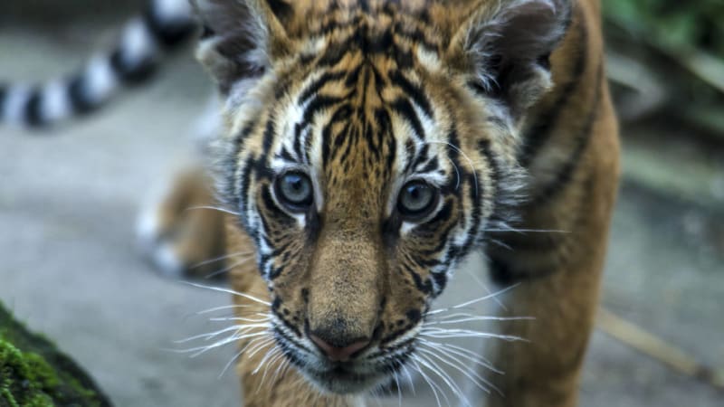 Mládě tygra malajského vyfocené v zajetí