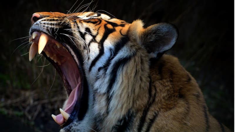 Tygr malajský z ústecké zoo