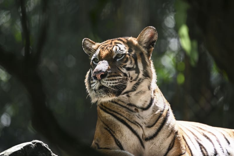 Majestátní tygr malajský