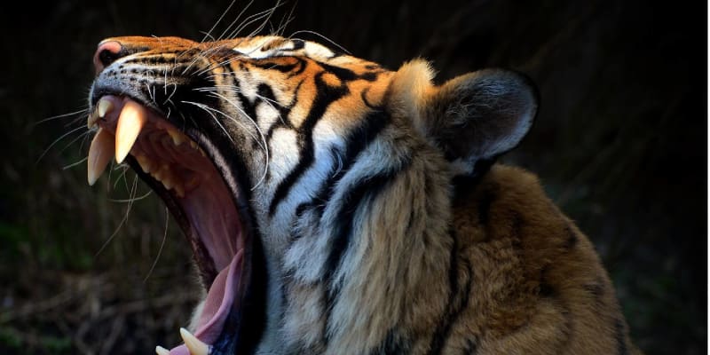 Tygr malajský z ústecké zoo