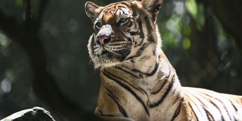 Majestátní tygr malajský