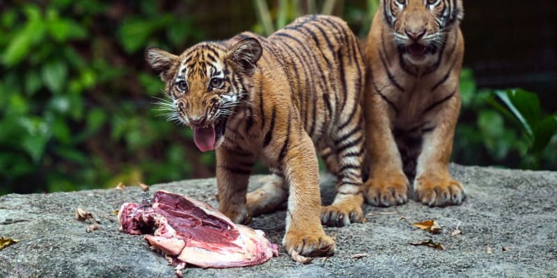 Mláďata tygra malajského