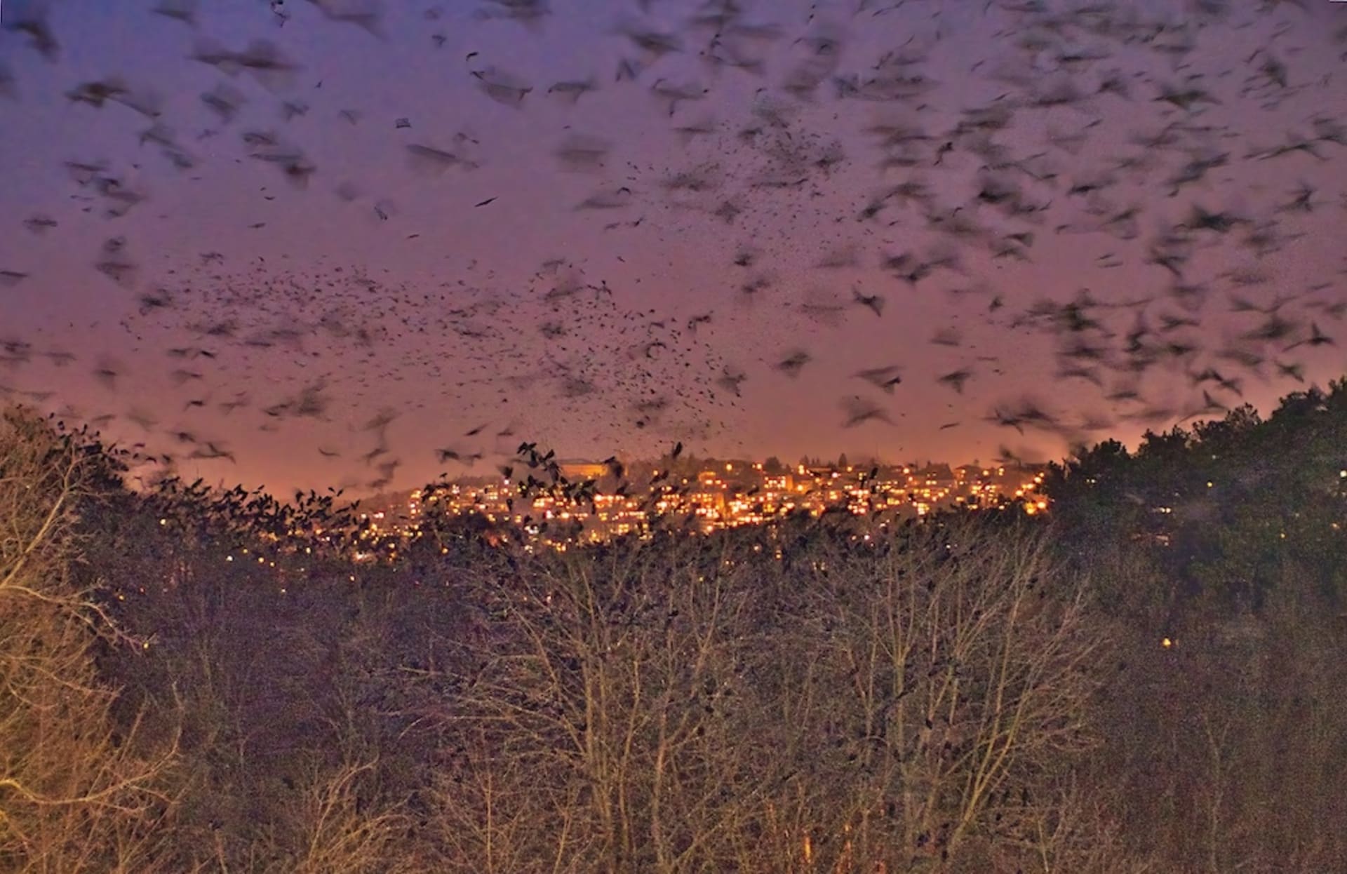 Ptáci nocují na stromech nedaleko Riviéry. Zalesněná oblast jim poskytuje dostatek klidu a bezpečí. Foto: Petr Pařil