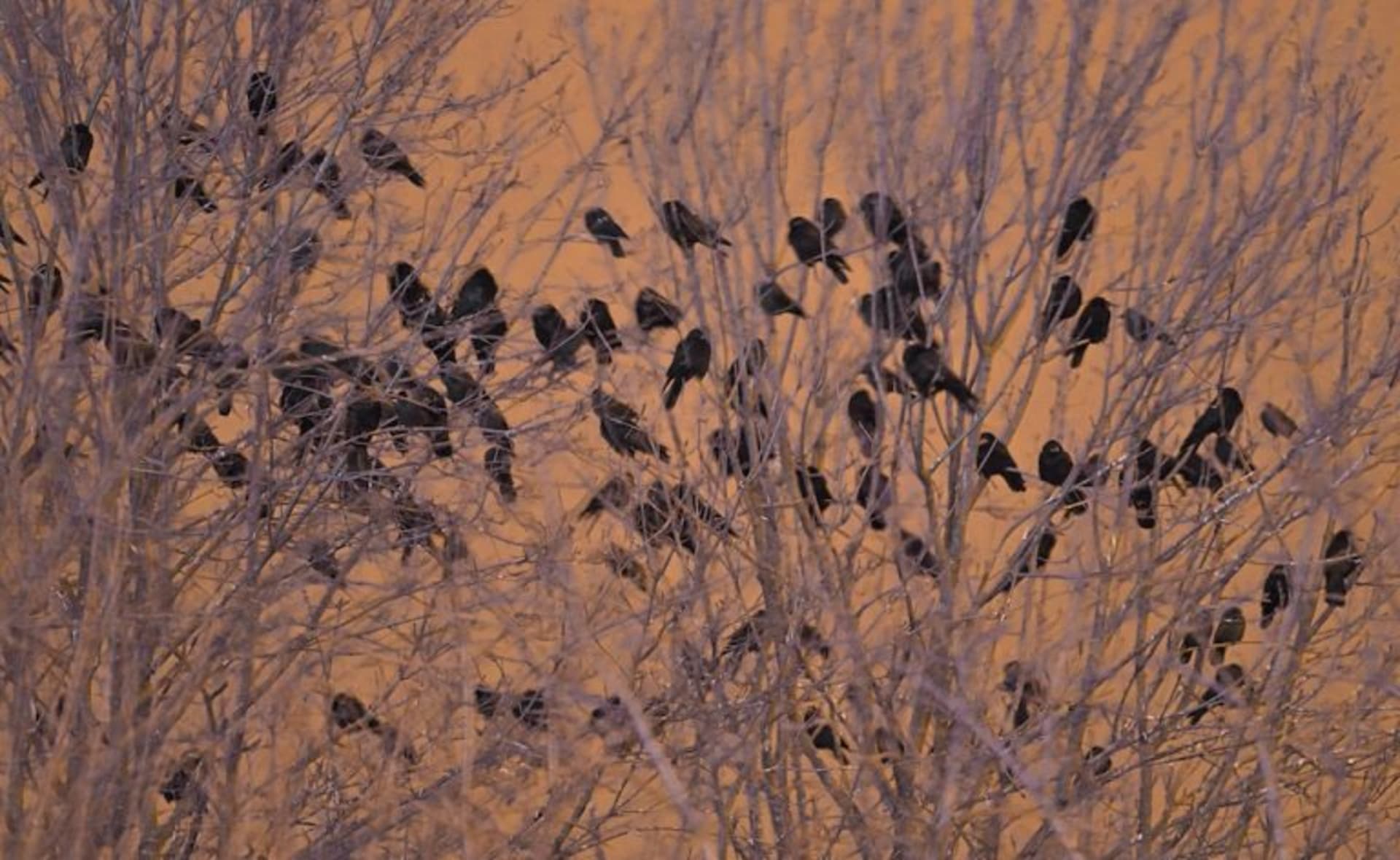 Havrani polní jsou velmi společenští ptáci. Do Brna přilétají zimovat z dalekých hnízdišť v Rusku a Bělorusku