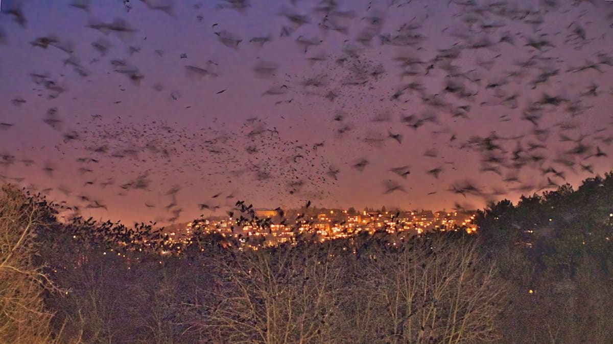 Ptáci nocují na stromech nedaleko Riviéry. Zalesněná oblast jim poskytuje dostatek klidu a bezpečí. Foto: Petr Pařil