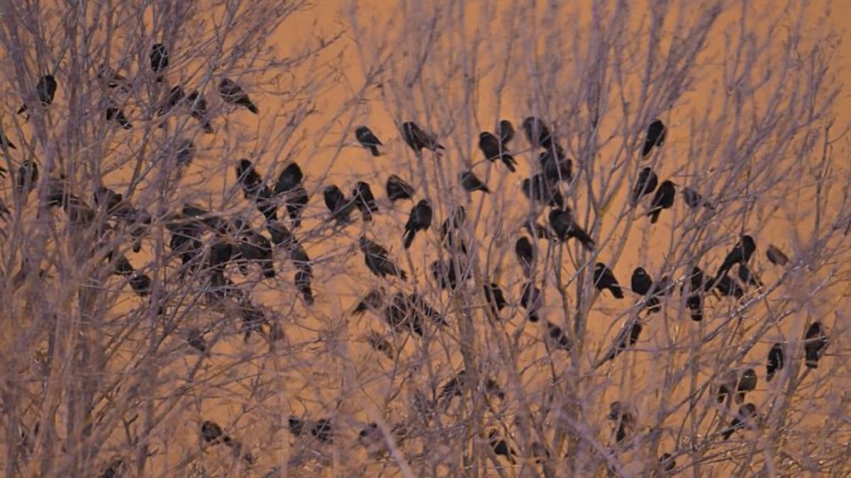 Havrani polní jsou velmi společenští ptáci. Do Brna přilétají zimovat z dalekých hnízdišť v Rusku a Bělorusku