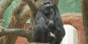 Zoo v Praze už zná pohlaví mláděte gorily. Samička je pokračovatelka slavného rodu