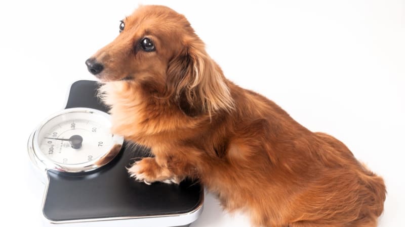 Jak poznáte, že by měl váš pes zhubnout a jak zvládnout psí redukční dietu
