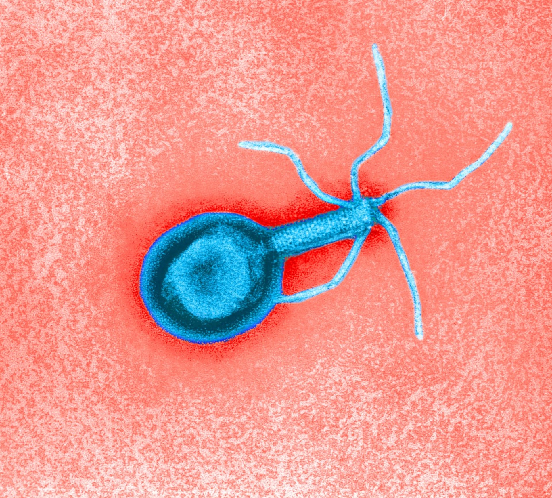 Ilustrace bakteriofágu