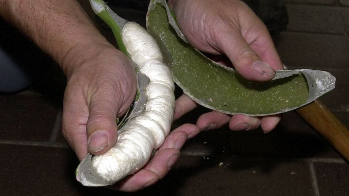 Pašování drog mezi banány není nic nového. V roce 2001 zadrželi belgičtí policisté v Antverpách zásilku třičtvrtě tuny kokainu ukrytého ve falešných umělohmotných banánech, které byly umístěny mezi skutečným ovocem.
