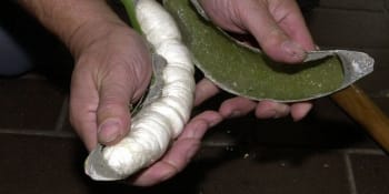 Nové detaily pašování kokainu mezi banány do ČR. Jeden z cizinců dovezl více než 10 tun drog