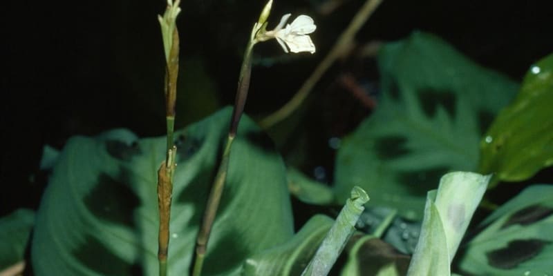 Maranta kvete drobnými bílými kvítky, ty ale nejsou nijak zajímavé v porovnání s jejími listy, a kvůli nádherným se také pěstuje i v českých domácnostech.