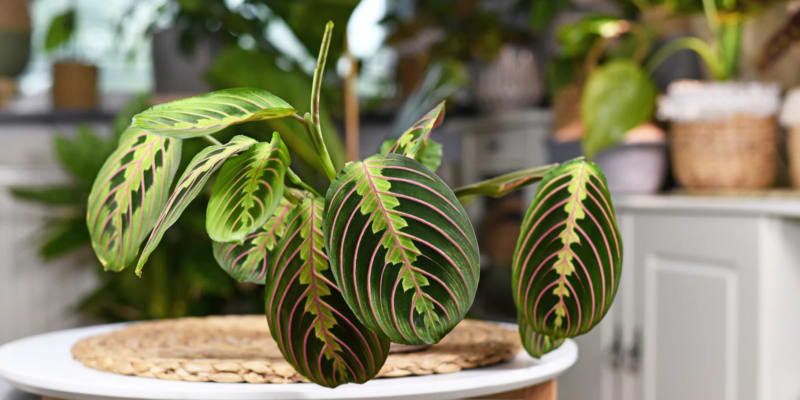 Maranta: V našich podmínkách se nejčastěji pěstuje jako pokojovka Maranta leuconeura a její kultivary, která si vás získá výraznými listy s narůžovělým žebrováním a různými odstíny zelené. 