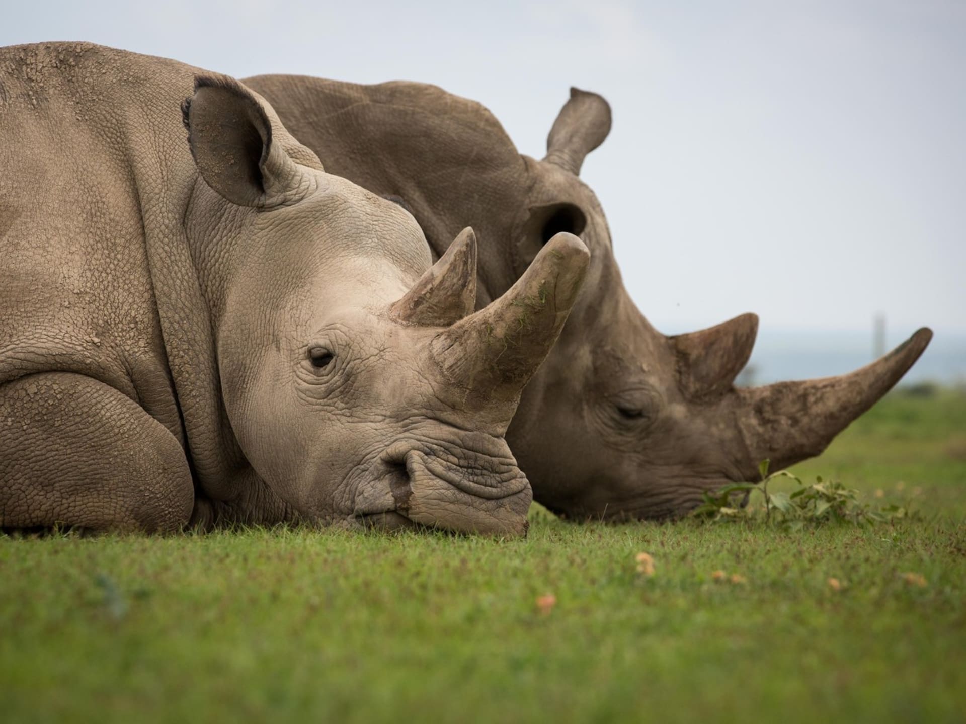 Fatu: jedna ze dvou posledních samic nosorožce bílého severního