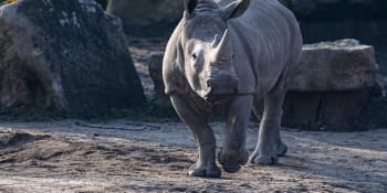 Záchrana vzácného nosorožce je na dohled. Vědci se s metodou množení inspirovali u lidí