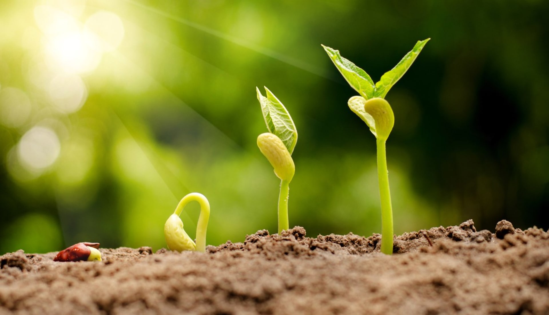 Jarní pěstování: Jak a proč dělat test klíčivosti semen před výsevem a jak urychlit klíčení