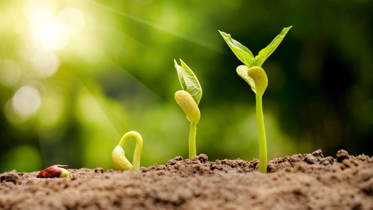 Jarní pěstování: Jak a proč dělat test klíčivosti semen před výsevem a jak urychlit klíčení