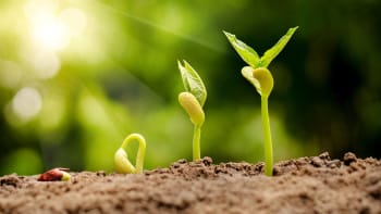 Jak se dá urychlit klíčení semen a proč udělat před výsevem test klíčivosti