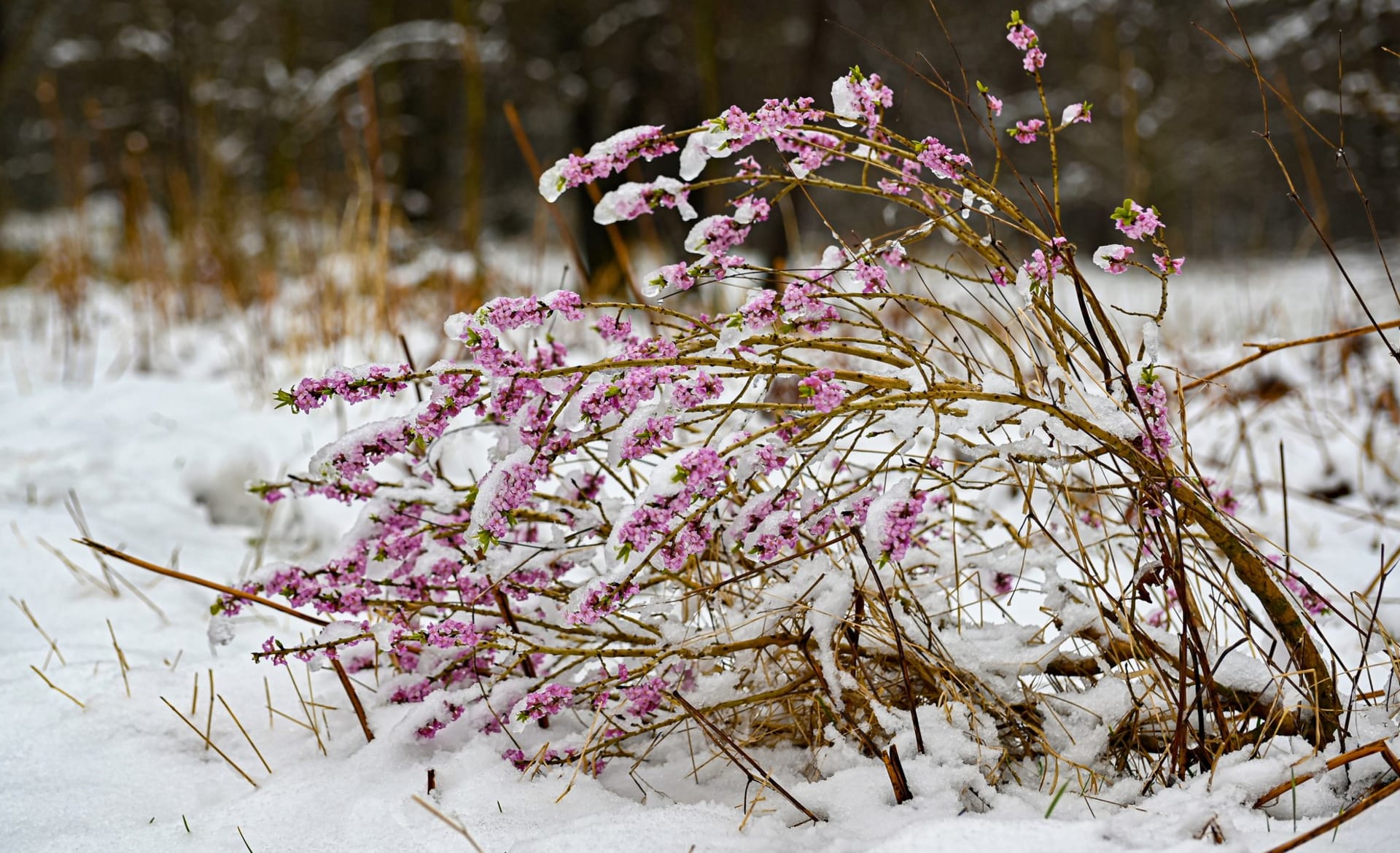 Lýkovec jedovatý (Daphne mezereum): Větve jsou hodně ohebné a nepolámou se ani pod náporem sněhu.