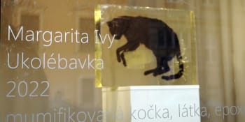 Galerie v Přerově má ve výloze mrtvou kočku. Otřesné, pohoršuje se řada občanů
