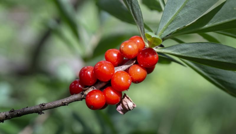 Lýkovec jedovatý (Daphne mezereum): Po odkvětu se vyvíjejí plody, jsou jasně červené, dužnaté, vejčité či téměř kulaté a ukrývají jediné semeno. Dozrávají v červnu až červenci.