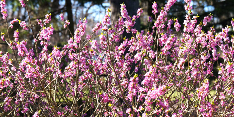 Lýkovec jedovatý (Daphne mezereum) je zajímavý keř, který zahradu zdobí hned dvakrát. Poprvé růžovými květy na konci zimy a začátku jara, podruhé v létě jasně červenými plody.