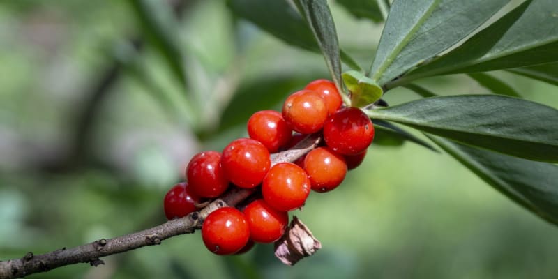 Lýkovec jedovatý (Daphne mezereum): Po odkvětu se vyvíjejí plody, jsou jasně červené, dužnaté, vejčité či téměř kulaté a ukrývají jediné semeno. Dozrávají v červnu až červenci.