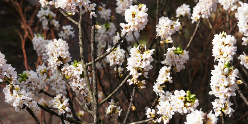 Lýkovec jedovatý (Daphne mezereum): Drobné trubkovité květy rostou ve svazečcích po třech až pěti. Jsou růžové až fialové, zřídka bílé a silně, až omamně voní.