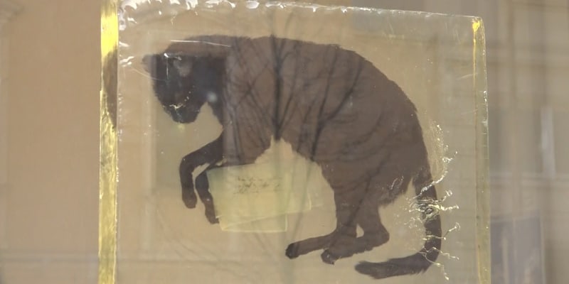 Mrtvá kočka ve výloze přerovské galerie