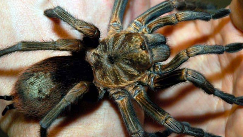 Jak zabíjí největší pavouk světa? Z jeho souboje s ještěrkou budete mít noční můry