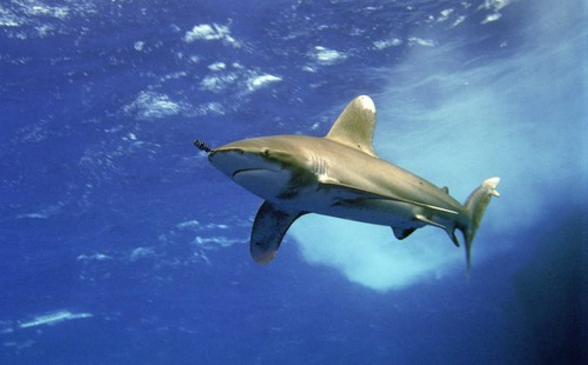 Žralok (Ilustrační foto)