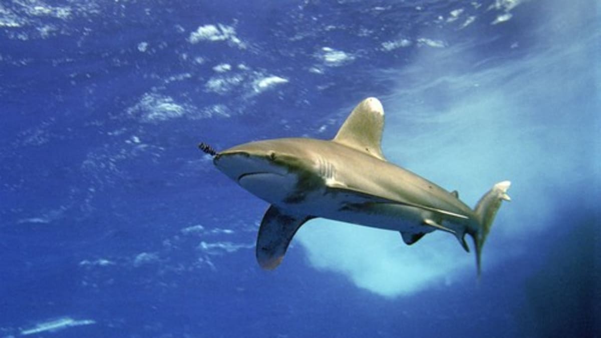 Žralok (Ilustrační foto)