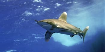 Krvavé záběry útoku žraloka: Zakousl se do 10letého chlapce, pak se voda zbarvila do ruda