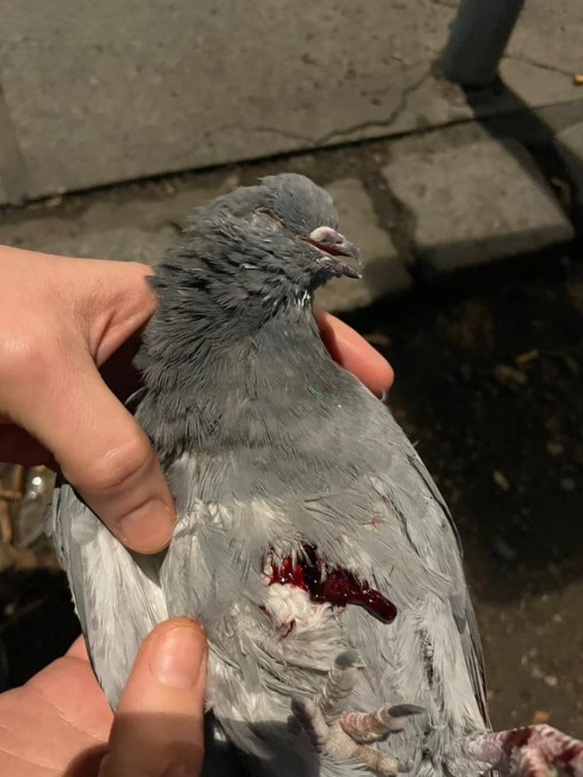 Mrtvý holub z Opatova