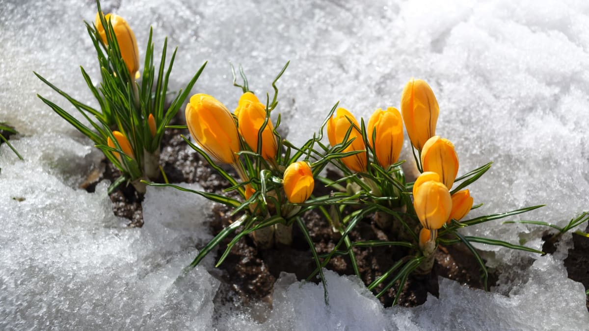 Jaké bude letos jaro? Mnohé naznačí únorové počasí a lidová meteorologie