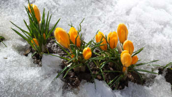 Jak dlouhá bude zima a kdy přijde jaro? Hodně naznačí únorové počasí a lidové pranostiky 