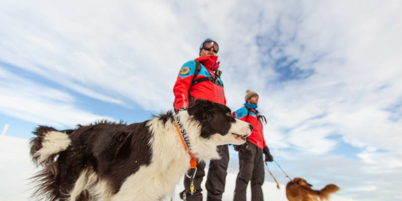 Psi jsou nedílnou součástí horské služby