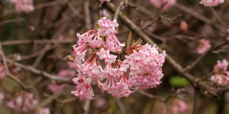 Kalina růžová (Viburnum bodnantense) je jednou z prvních  první předzvěstí jara