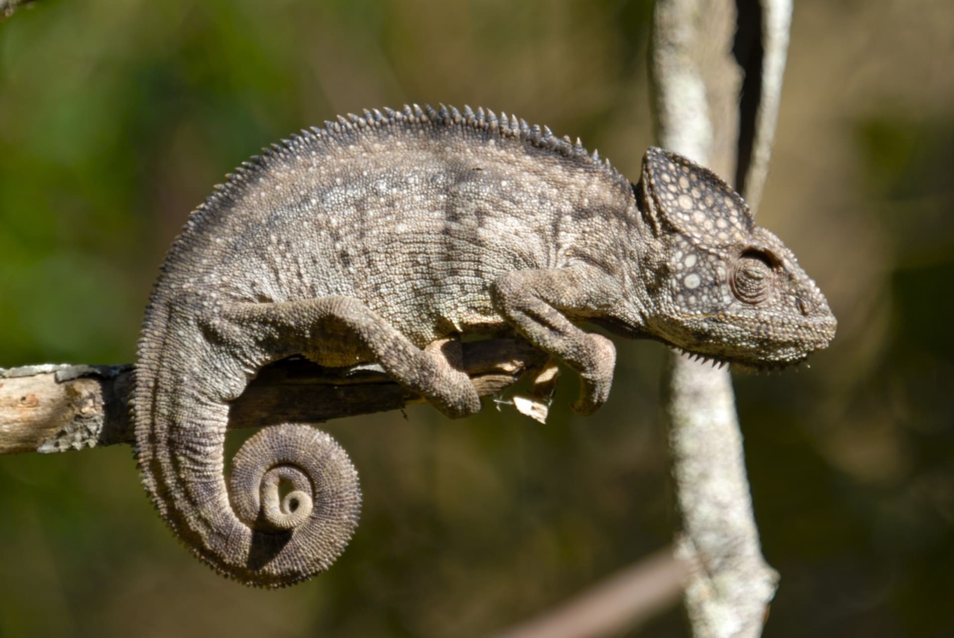 Tento chameleon (furcifer verrucosus) je také endemický pro Madagaskar, žije ale i 7 let