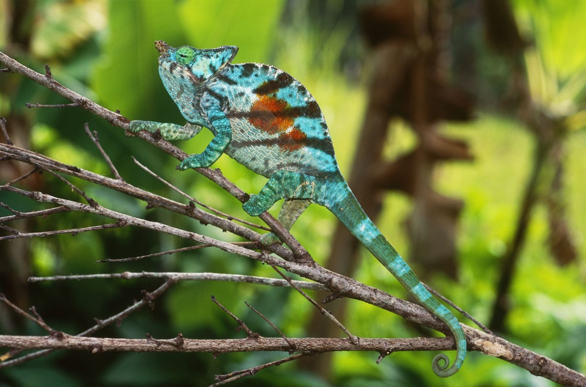 Někteří chameleoni mění barvu i na základě nálady nebo stresu