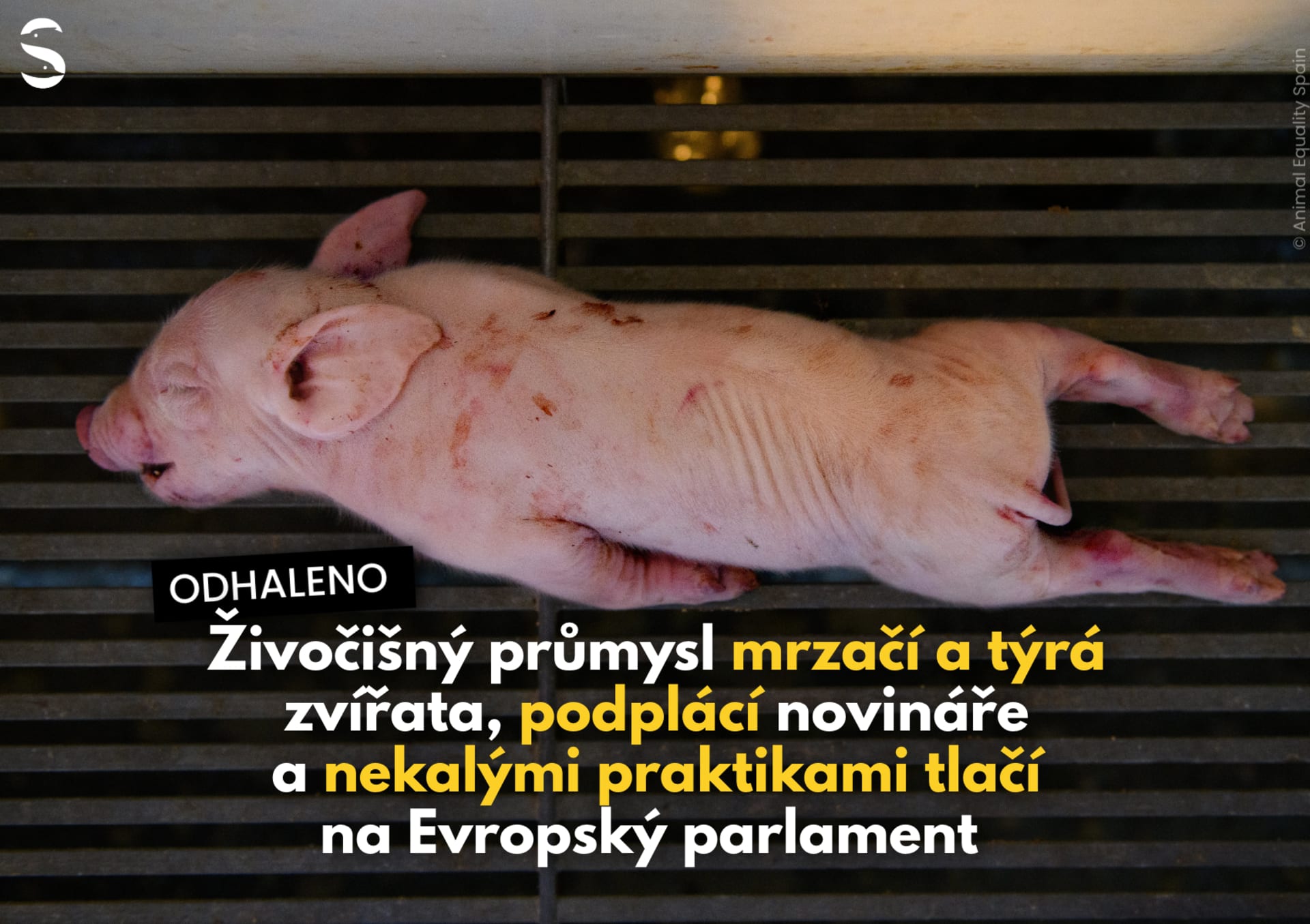 Živočišný průmysl mrzačí a týrá zvířata, podplácí novináře a nekalými praktikami tlačí na Evropský parlament 