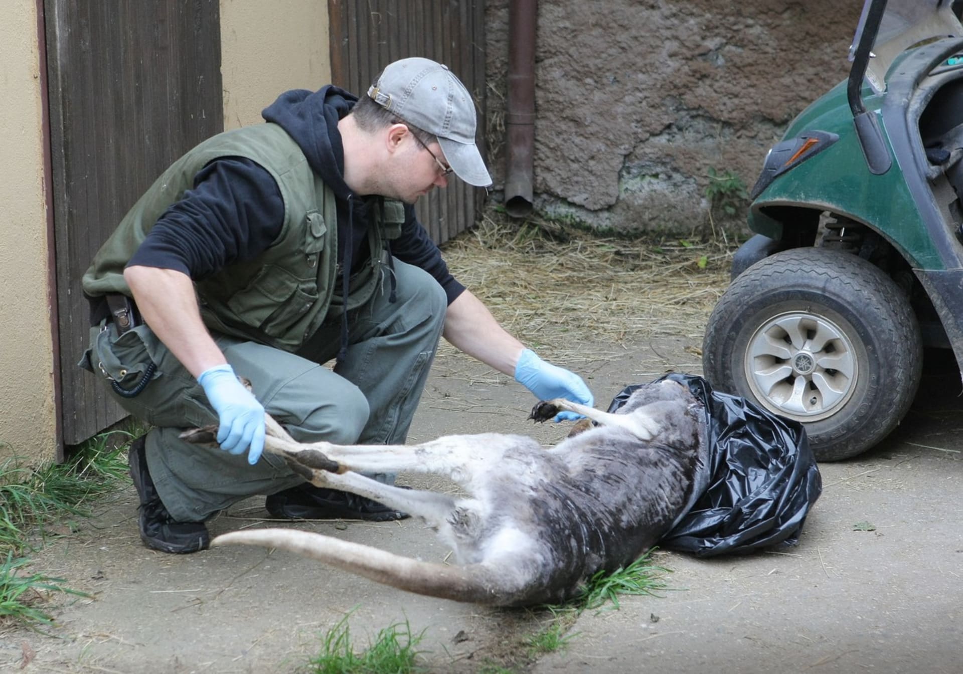Uhynulý klokan v plzeňské zoo byl jednou z rovnou tří obětí krmení návštěvníky
