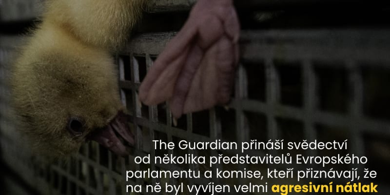 Živočišný průmysl v zákulisí donutil přepsat plán o ukončení klecí, dosvědčuje Anja Hazekamp, místopředsedkyně výboru pro životní prostředí Evropského parlamentu.