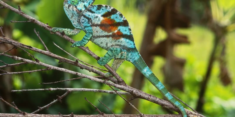 Někteří chameleoni mění barvu i na základě nálady nebo stresu