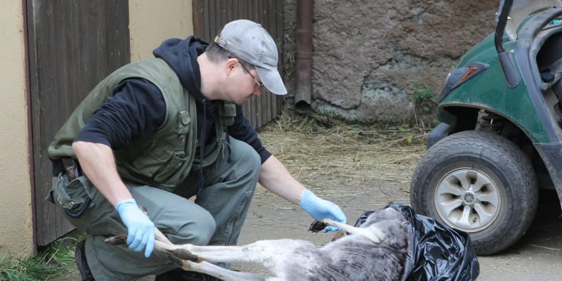Uhynulý klokan v plzeňské zoo byl jednou z rovnou tří obětí krmení návštěvníky