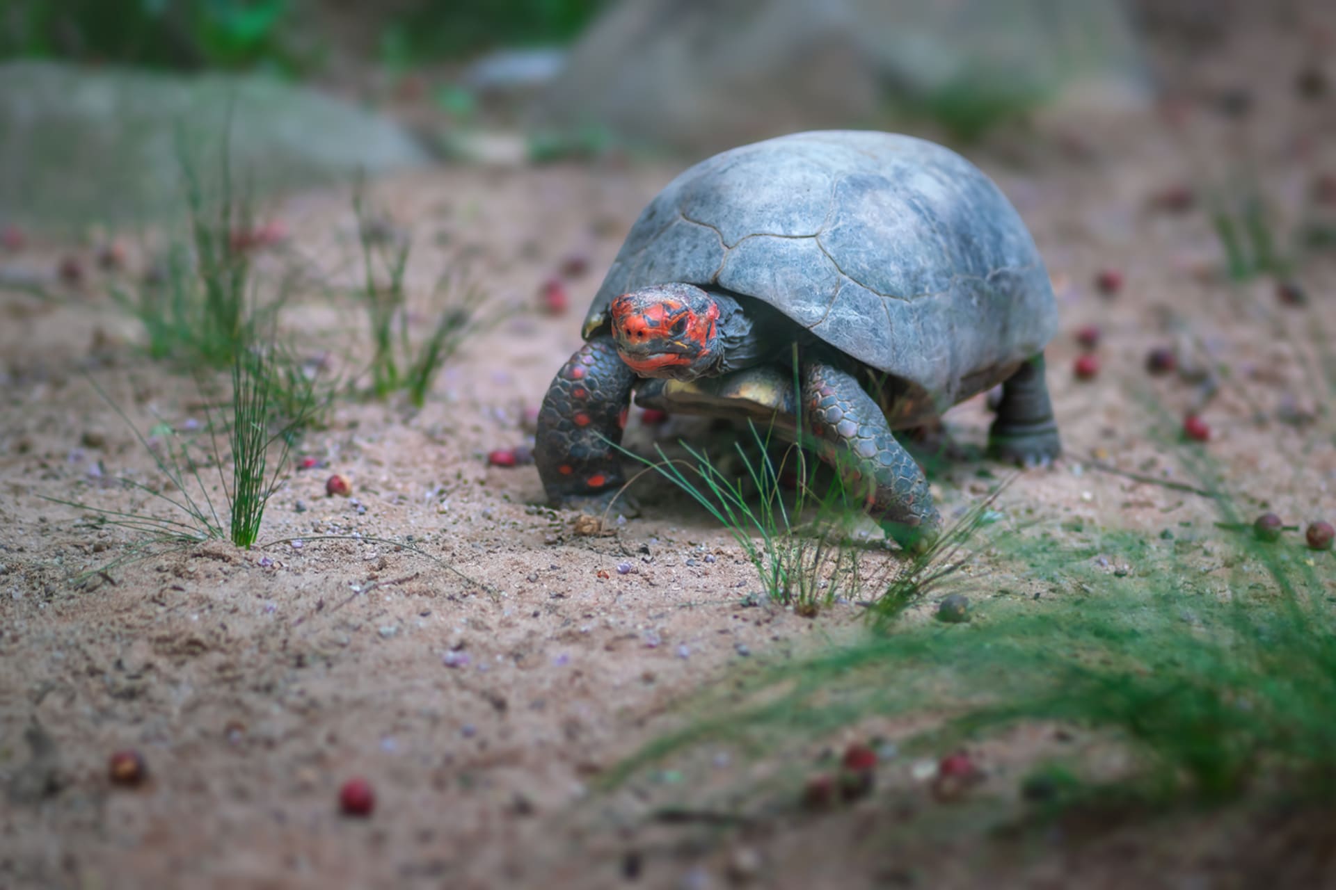 Červené zbarvení hlavy je pro želvy uhlířské (Chelonoidis carbonaria) typické